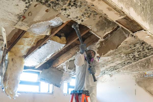 mold removal