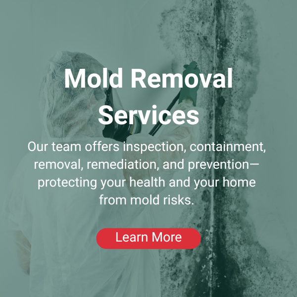 Mold Removal